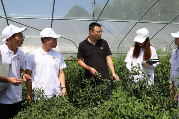 实践团参观蔬菜大棚。gg999策略手机白菜供图